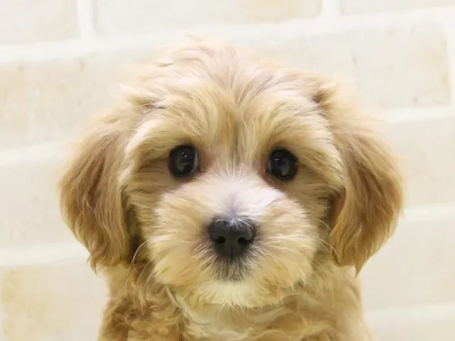 神奈川県のハーフ犬・ミックス犬 (ペッツワン相模原愛川インター店/2025年4月7日生まれ/男の子/アプリコット)の子犬